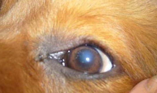 棉花面紗犬哪里有賣