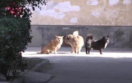 懷孕的狗可以體外驅蟲嗎