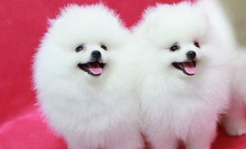 怎么判斷白色博美犬純不純