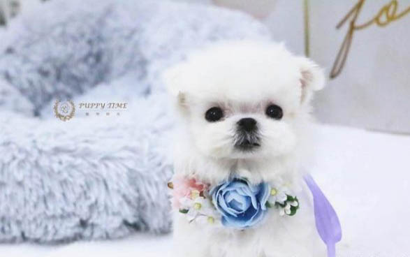 狗狗睡覺呼吸急促怎么辦