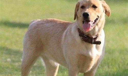 家中犬瘟死后多久才能養狗