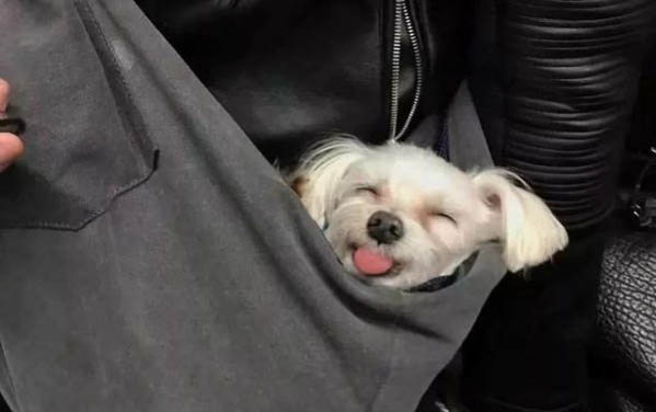 貓能不能吃鵪鶉蛋的蛋白