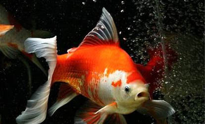 金魚頭瘤白色分泌物