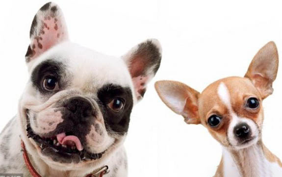 比熊犬需要斷尾嗎