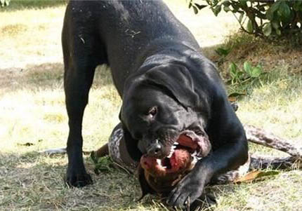 短毛的大型犬有哪些品種啊