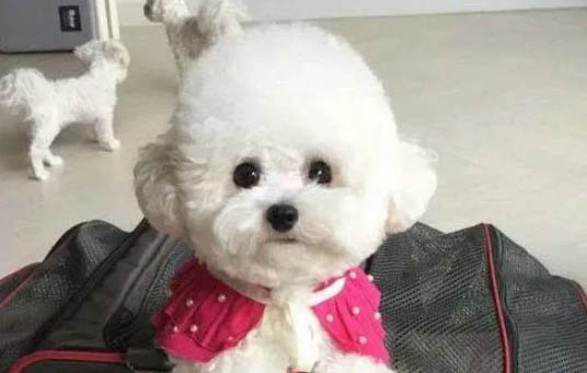 比熊犬體臭的因素有哪些