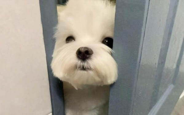 小狗一直發(fā)抖