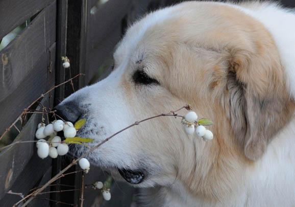 大白熊犬兩月幼犬活物巨型大骨架