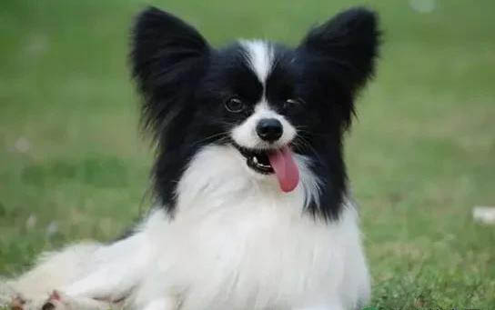 蝴蝶犬優(yōu)缺點