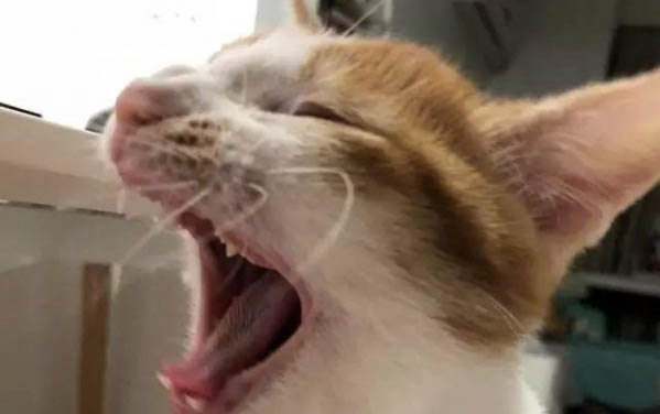 貓吃了貓草拉稀了怎么辦