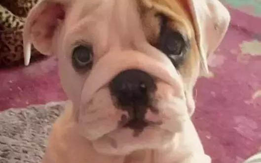 如何區分英斗犬和法斗犬