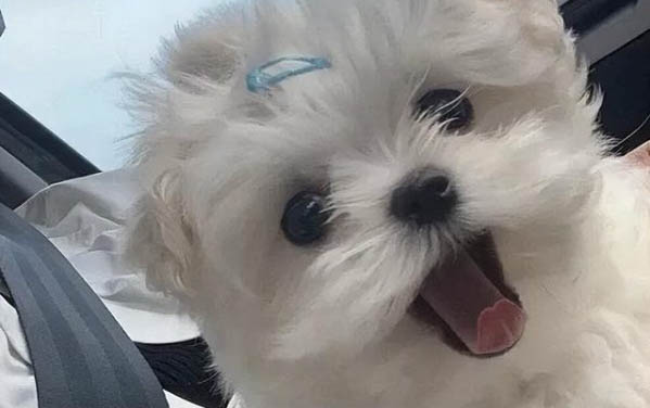 小狗撐死前的癥狀?
