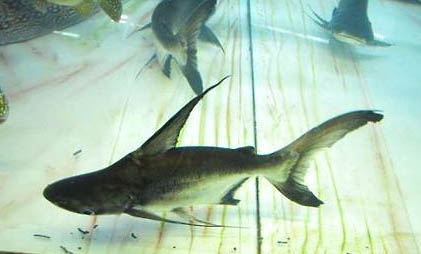 養(yǎng)魚缸里的水渾怎么辦