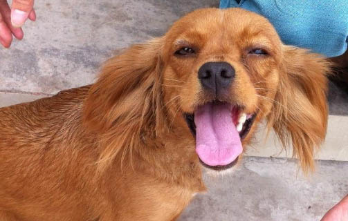 狗狗呼吸道感染的癥狀有哪些癥狀
