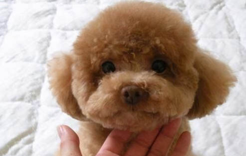 布列塔尼犬吐了需要怎么辦