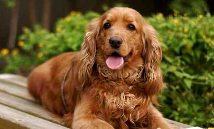 可卡犬優缺點適合什么人養
