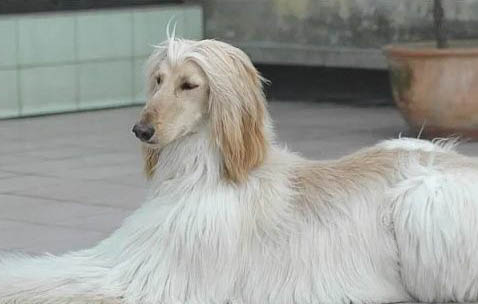 新斯科舍獵鴨尋獵犬拉稀帶血是什么原因