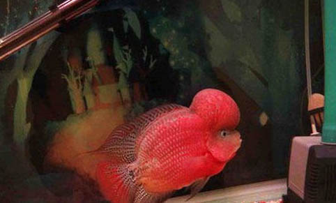羅漢魚(yú)苗多大開(kāi)始起頭變色