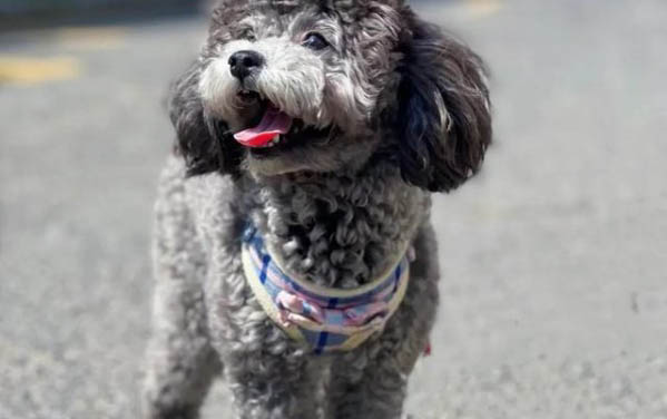 狗掉牙以后能活幾年