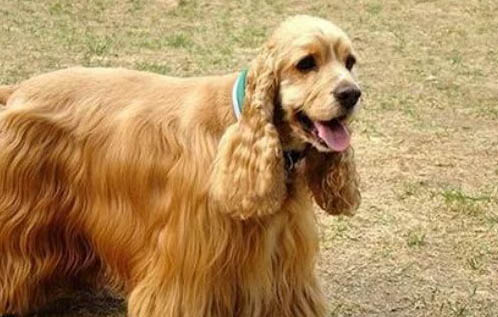 可卡犬優缺點適合什么人養