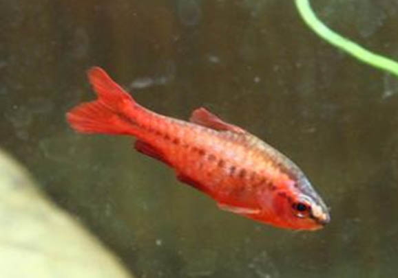 紅綠燈魚和寶蓮燈魚能混養嗎