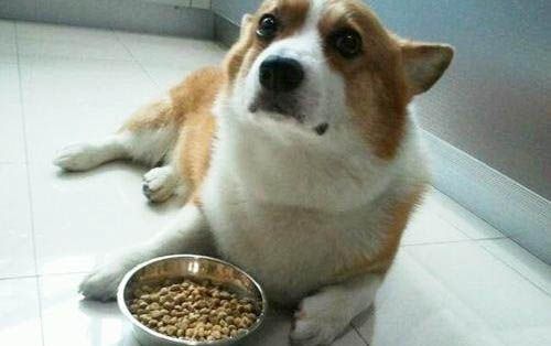狗狗得了細小吃什么藥好最快