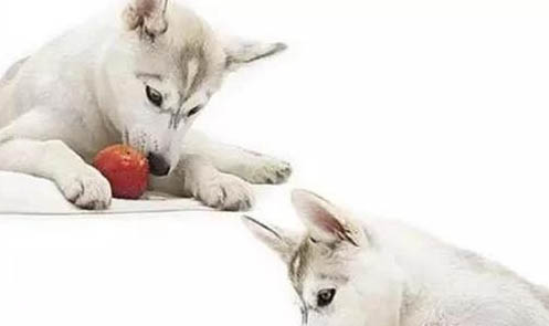 如何讓狗子吃狗糧