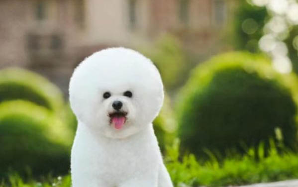 比熊犬缺鈣有哪些表現(xiàn)