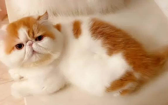 藍眼睛的狗是什么品種的狗