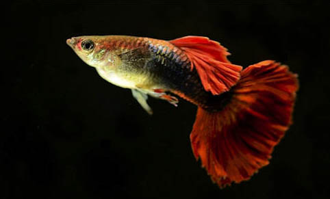 孔雀魚產卵后多久能回大缸