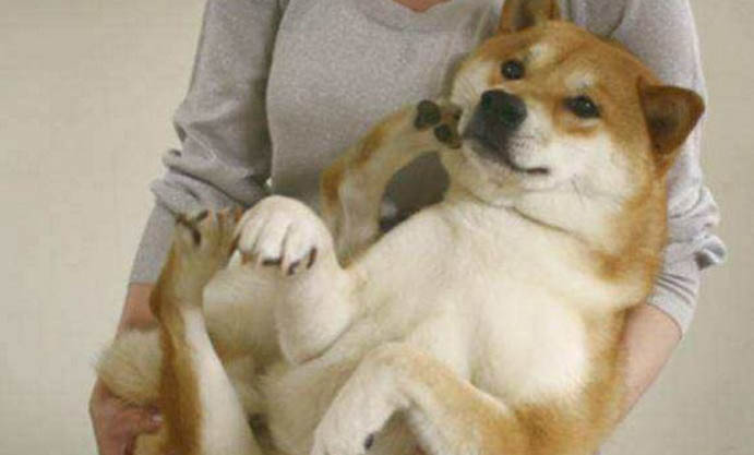 狗狗得了犬瘟死亡前兆?