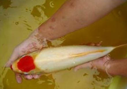 錦鯉魚一般幾天喂一次食