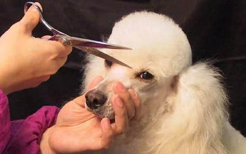 貴賓犬臭的原因及處理方法