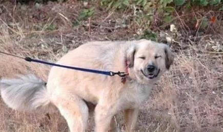 狗狗細小病毒日常護理