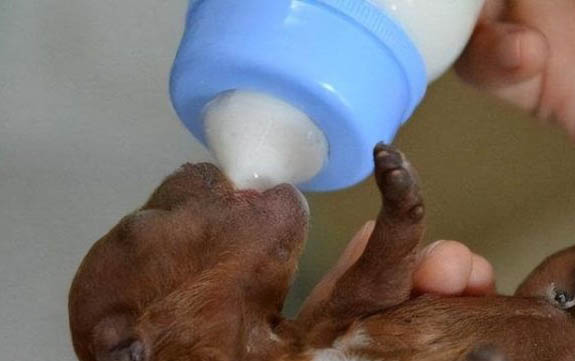 巨型貴賓犬多少錢一只