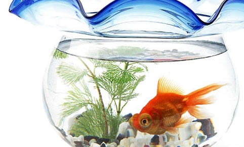 孔雀魚缸里放鹽后果