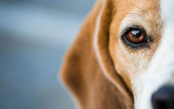 怎么訓練英國玩具獵鷸犬不怕水