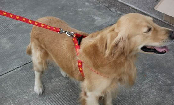狗狗腳上長了個肉疙瘩是什么原因