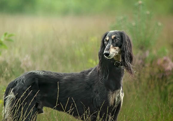 田野小獵犬太瘦原因