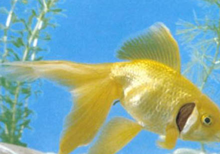 養(yǎng)魚缸里的水渾怎么辦