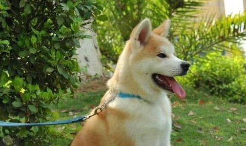 秋田犬和柴犬哪個好養
