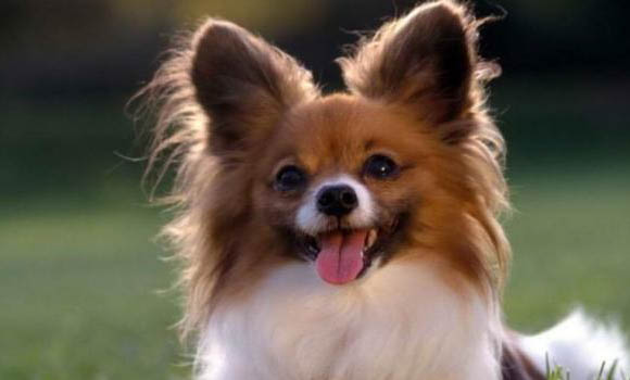 蝴蝶犬需要補鈣嗎