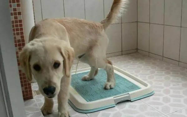 狗狗脖子里面有個肉球