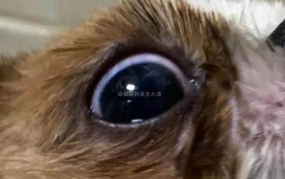 什么人不適合養狗