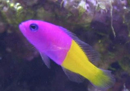 七彩神仙魚可以和鸚鵡魚混養嗎?