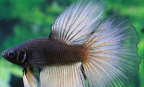 魚是動物類嗎