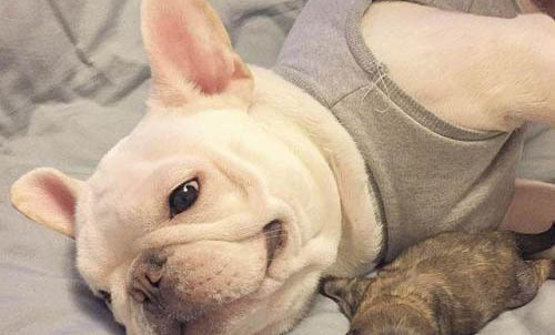 斗牛犬比賽看哪個好看