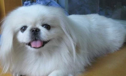 貴賓犬需要訓練什么