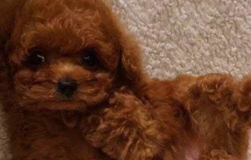 泰迪后腿外八多久能糾正過來啊
