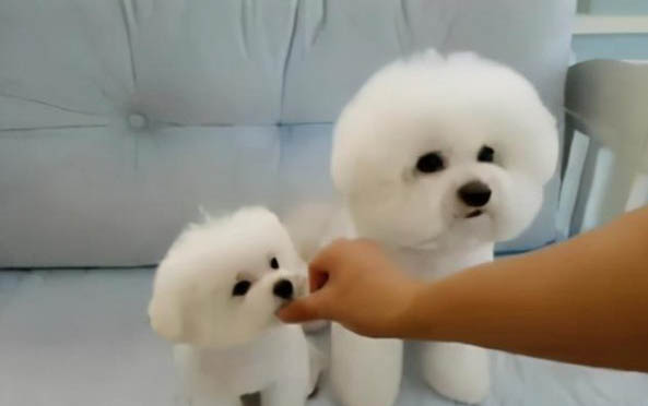 幼犬頭燙傷可以自愈嗎
